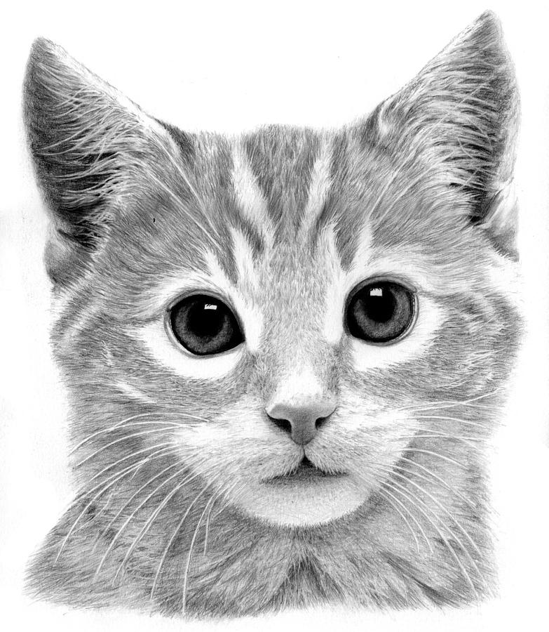 Kitten Drawing by Ronny Hart