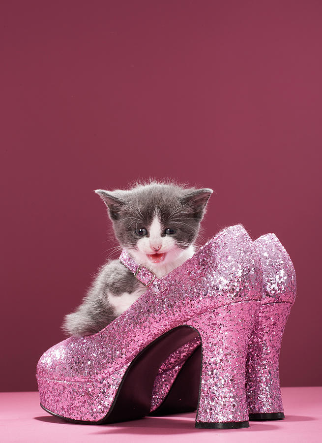 cat in high heels