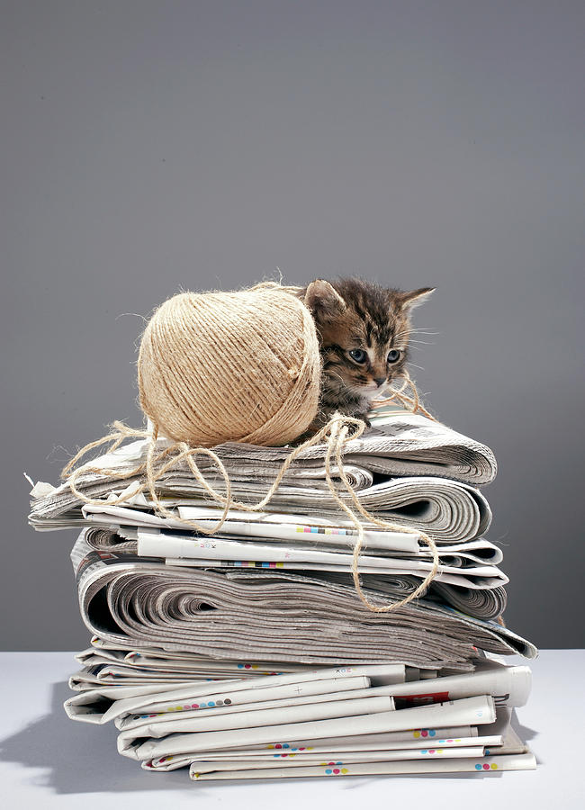 Kitten Sitting On Pile Of Newspapers Photograph by Martin Poole