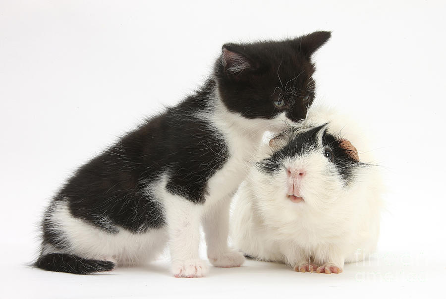 Kitten With Guinea Pig Photograph by Mark Taylor