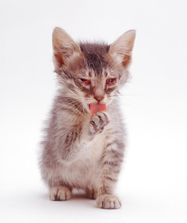 Cat Photograph - Kitten With Severe Conjunctivitis by Jane Burton