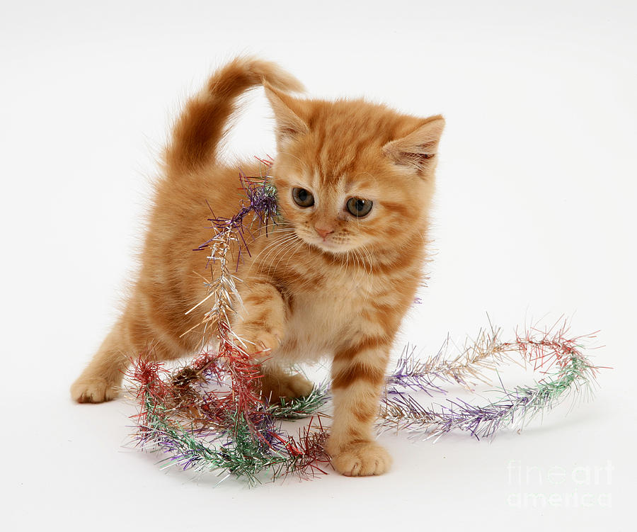 Kitten With Tinsel Photograph by Jane Burton