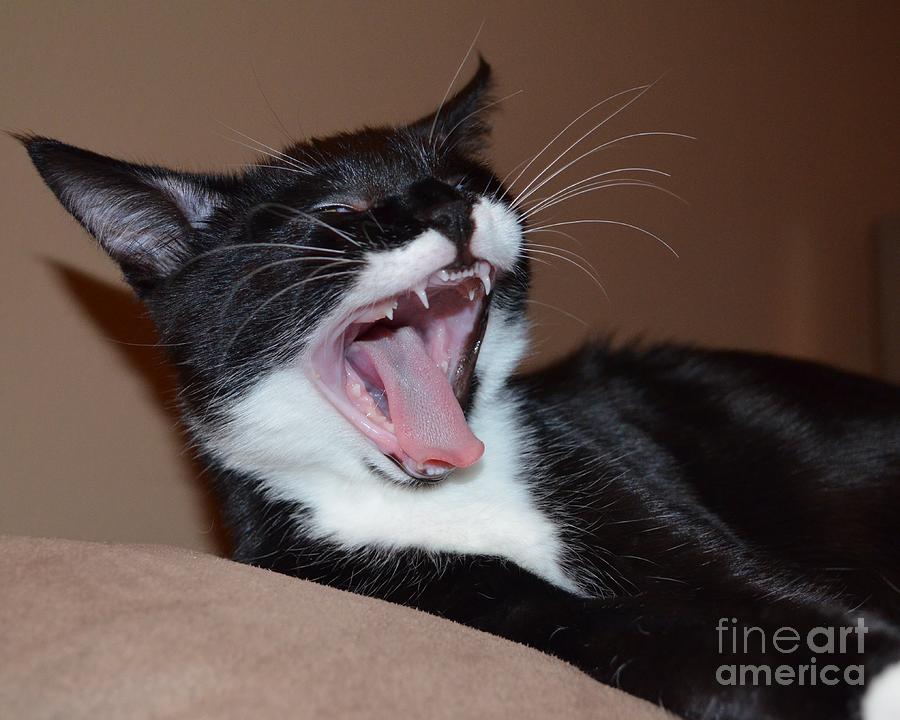 Kitten Yawns Photograph by Melissa Jacobsen