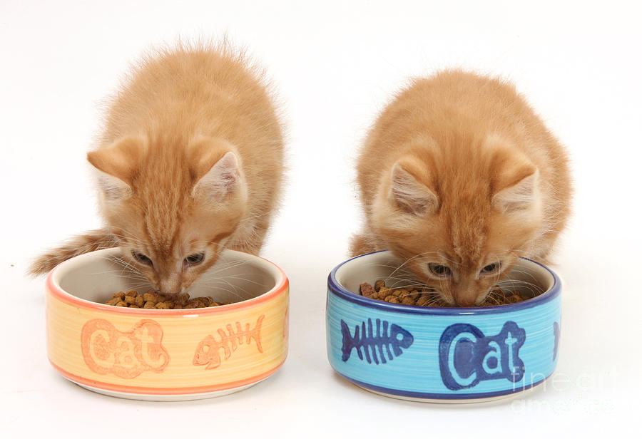 Kittens Eating Photograph by Mark Taylor