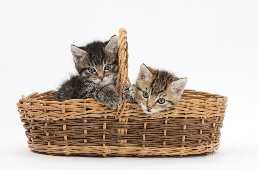Kittens In A Basket Photograph by Mark Taylor