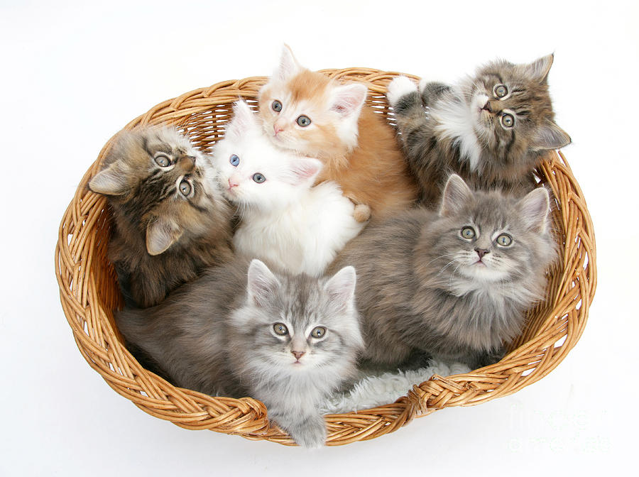 Kittens In Basket Photograph by Mark Taylor