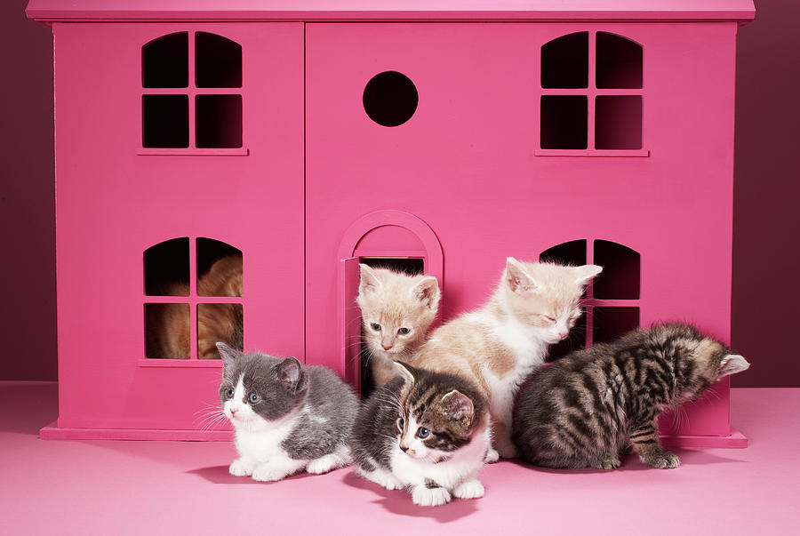 Kittens In Dolls House Photograph by Martin Poole