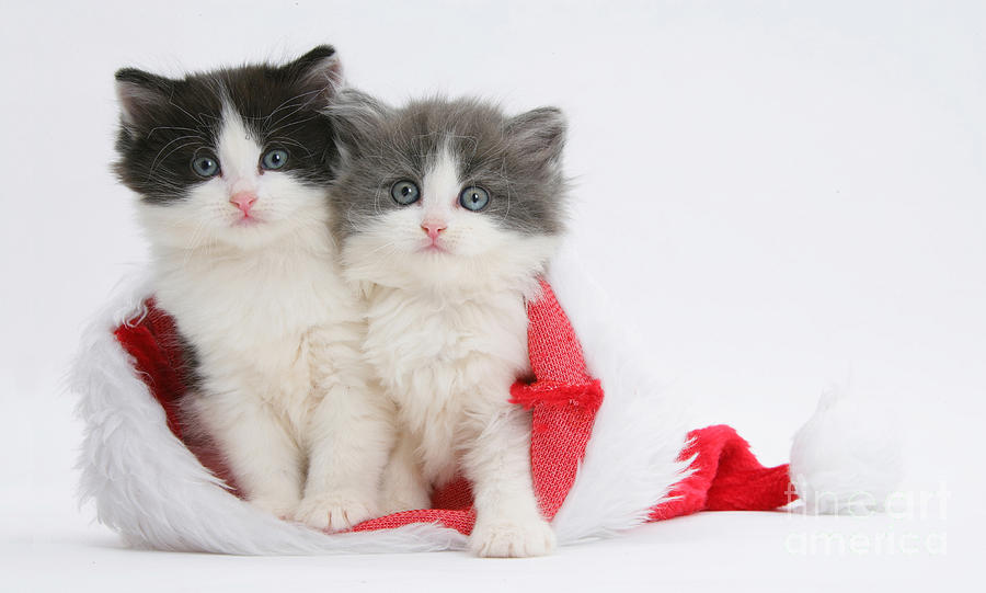 Kittens In Santa Hat Photograph by Mark Taylor