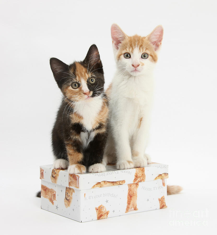 Animal Photograph - Kittens On Birthday Package by Mark Taylor