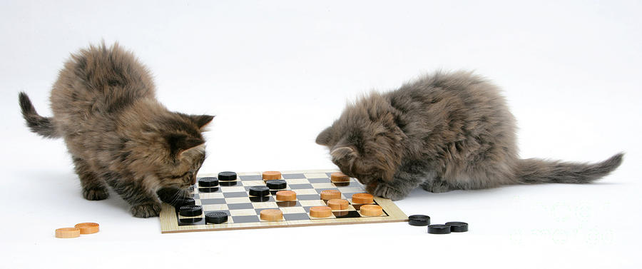 Checkers Photograph - Kittens Playing Checkers by Mark Taylor