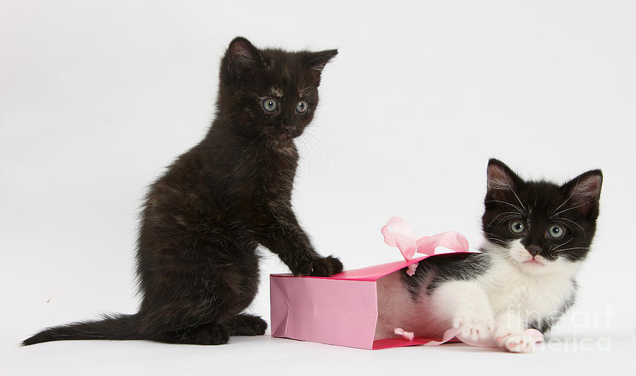 Kittens Playing With Birthday Gift Bag Photograph by Mark Taylor