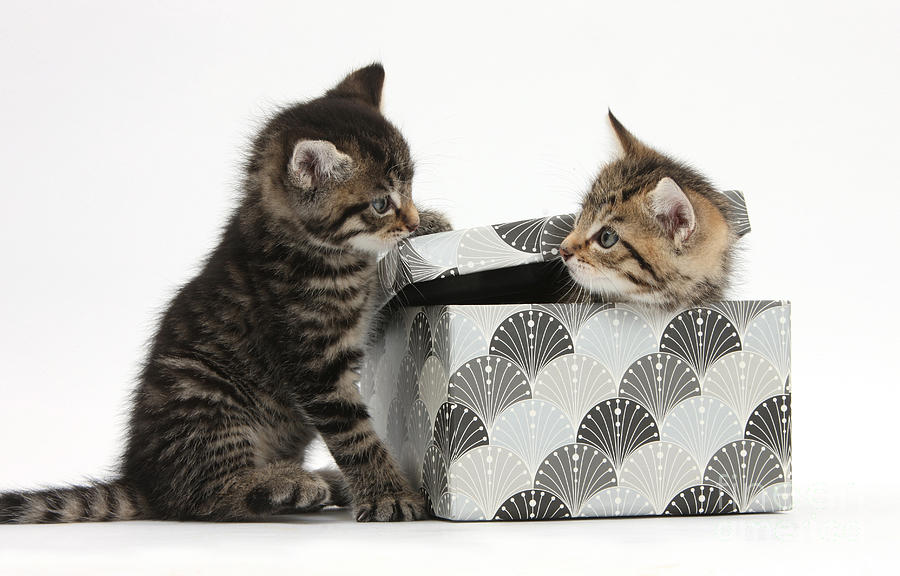 Kittens Playing With Box Photograph by Mark Taylor