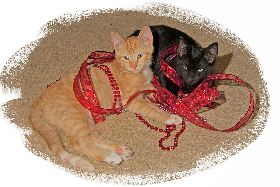 Kittens Ribbons and Beads Photograph by Judy Deist