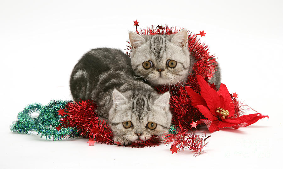 Kittens With Tinsel Photograph by Jane Burton