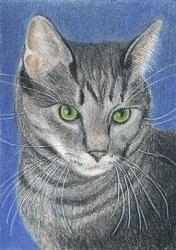 Kitty Cat - ACEO Drawing by Ana Tirolese