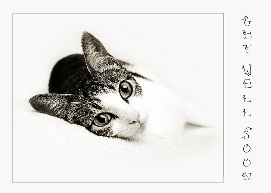 Cat Photograph - Kitty Cat Greeting Card Get Well Soon by Andee Design