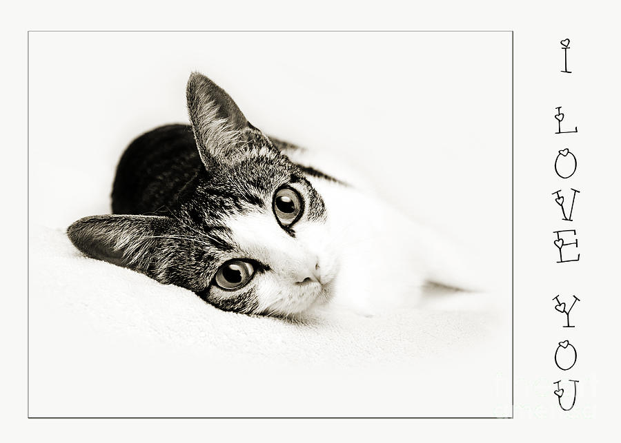 Kitty Cat Greeting Card I Love You Photograph by Andee Design