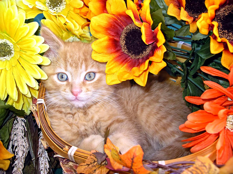 Animal Photograph - Kitty Cat Lost in Thought - Cute Kitten with Blue Eyes relaxing in a Flower Basket - Fall Season by Chantal PhotoPix
