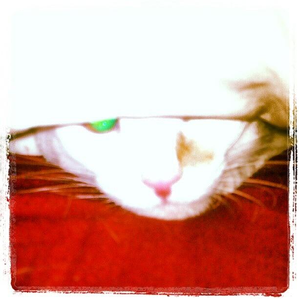 Cat Photograph - #kitty #cat #naptime #socute by Alyson Schwartz