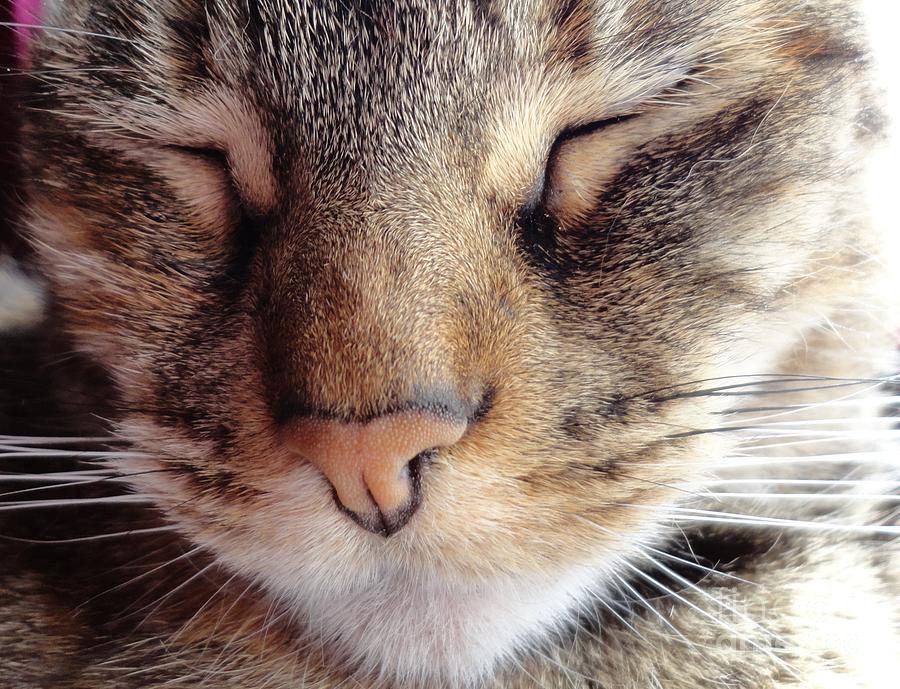 Kitty Closeup Photograph by Maria Bonnier-Perez - Fine Art America