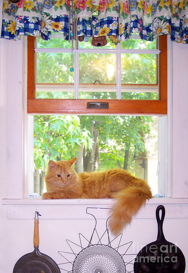 Kitty in the Kitchen Window  Photograph by Nancy Patterson