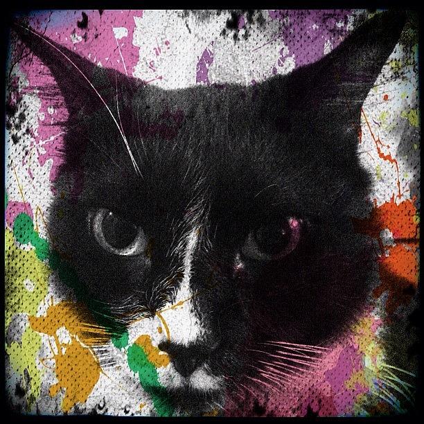 Cat Photograph - Kitty Pop Art #kenobi #popart #lolcat by Jenni Pixl