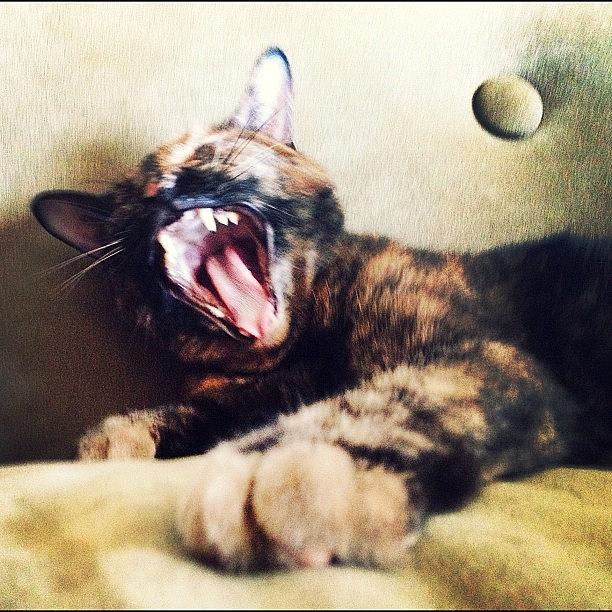 Cat Photograph - Kitty Roar by Natasha Marco