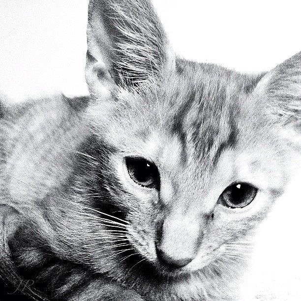 Cat Photograph - Kitty Scratch by Jorge Ramirez