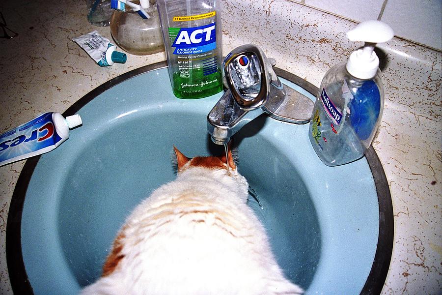 Kitty Sink Drink Photograph by Gary Smith