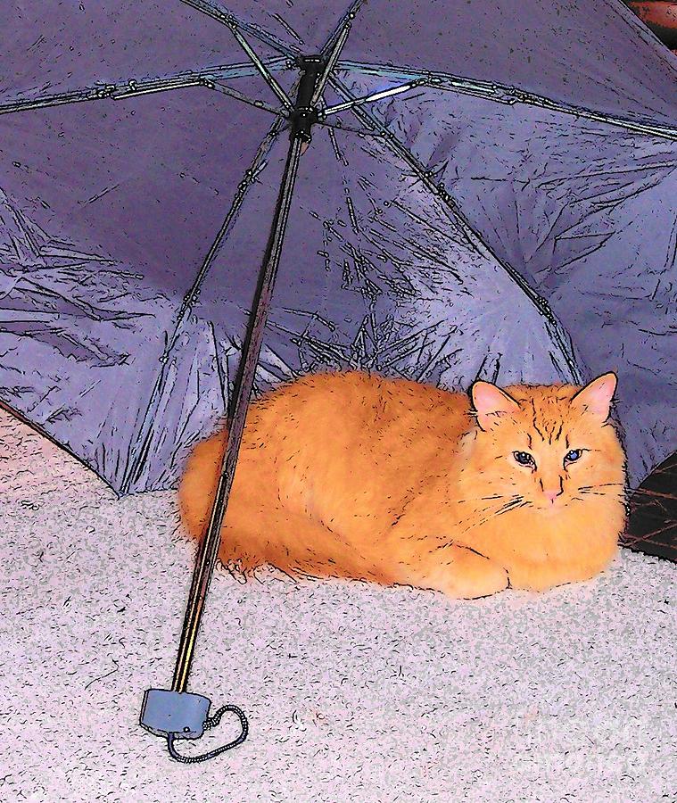 Kitty Under an Umbrella Photograph by Nancy Patterson