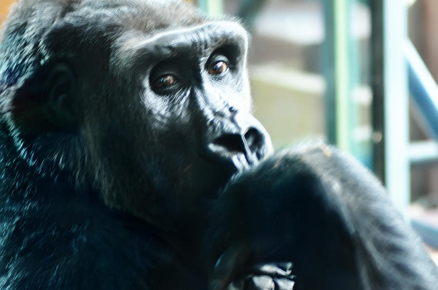 Gorilla Photograph - Kivu the Gorilla by Bill Cannon