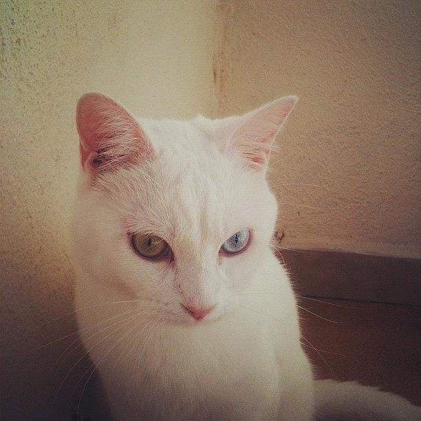 Cat Photograph - Kiwi El Gatuno by Nuria Fernandez