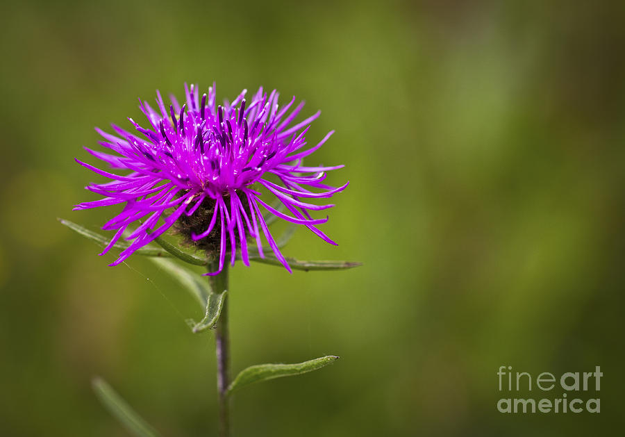 Knapweed Flower Photograph by Clare Bambers