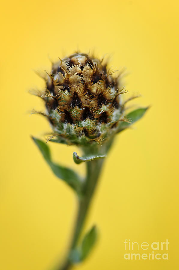 Nature Photograph - Knapweed plant by Elena Elisseeva