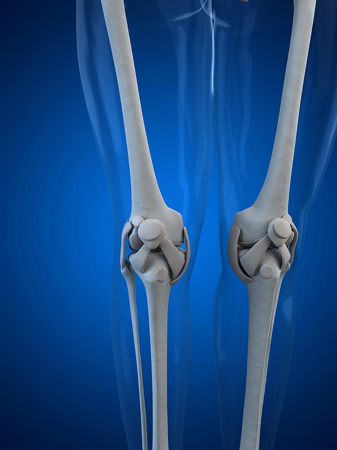 Knee Anatomy, Artwork Digital Art by Sciepro
