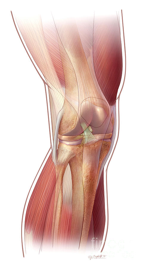 Knee Anatomy Photograph by John M Daugherty and Photo Researchers