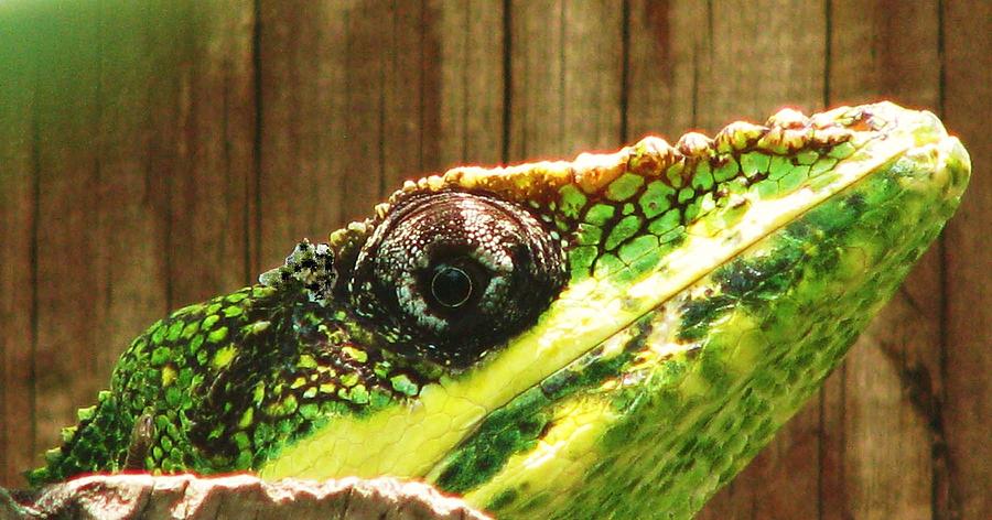 Nature Photograph - Knight Anole by Patricia Blake
