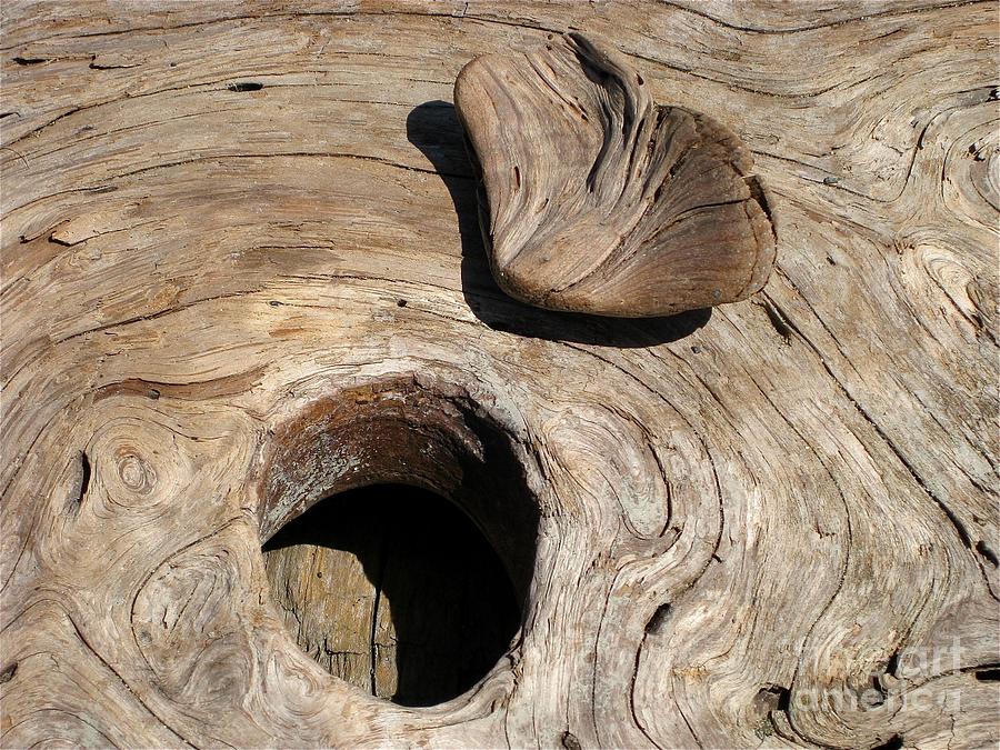 Driftwood Photograph - Knot My Heart by Judee Stalmack