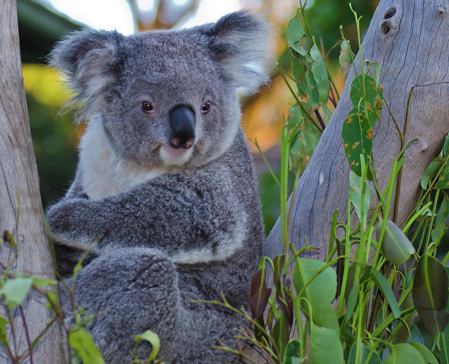 Koala-2 Photograph by Harry Strharsky