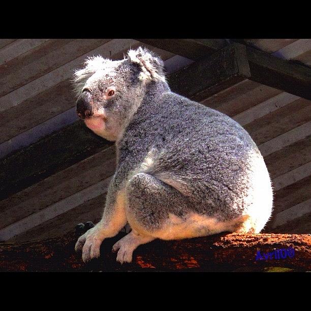 Koala Photograph - Koala by Avril O