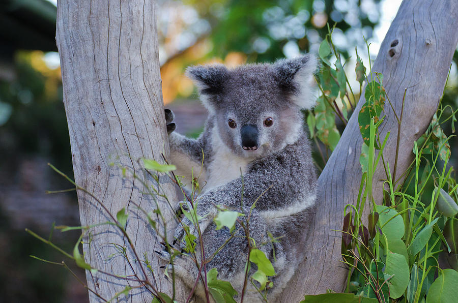 Koala Photograph by Harry Strharsky
