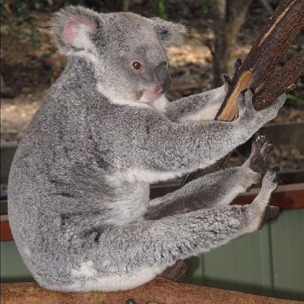 Wildlife Photograph - Koala Having A Good Stretch! #koala by Avril O