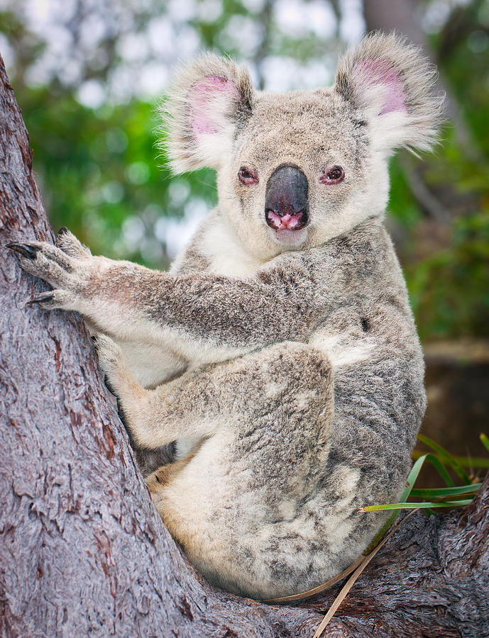 Nature Photograph - Koala  by Johan Larson