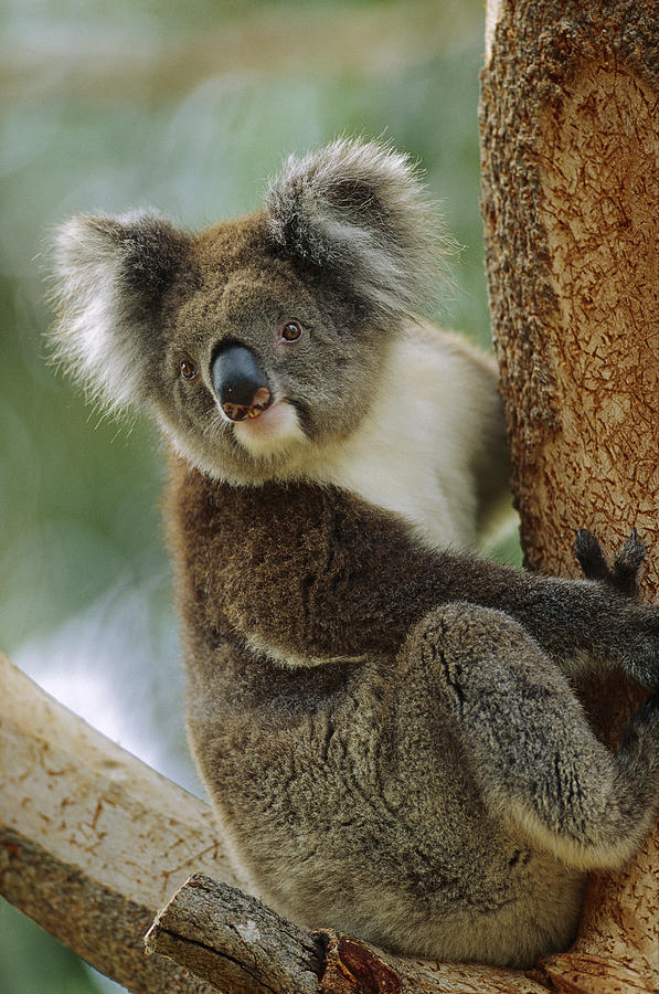 Koala Phascolarctos Cinereus Adult Photograph by Cyril Ruoso