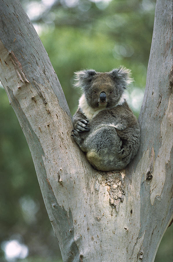 Koala Phascolarctos Cinereus Photograph by Konrad Wothe