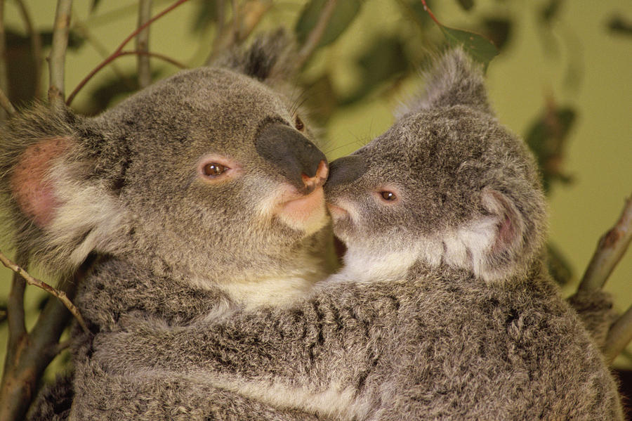 Koala Phascolarctos Cinereus Mother Photograph by Gerry Ellis
