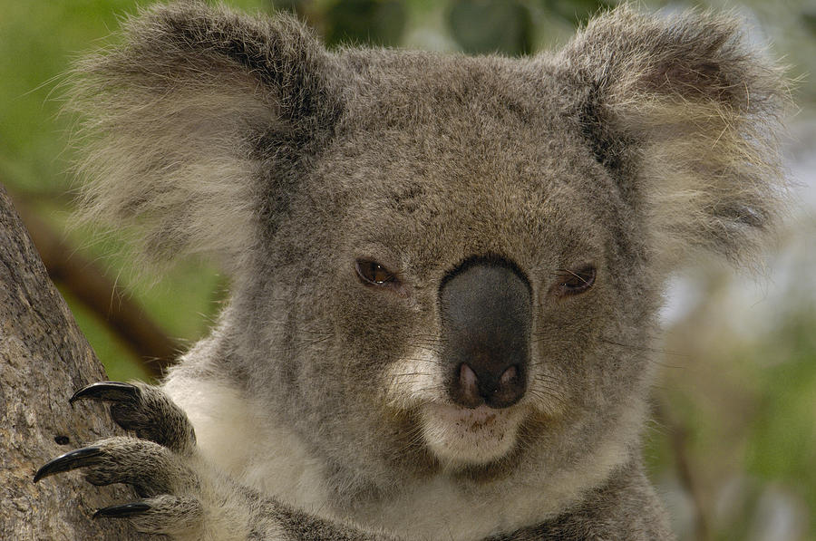Koala Phascolarctos Cinereus Portrait Photograph by Pete Oxford