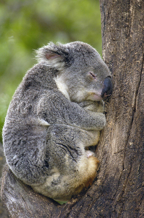 Koala Phascolarctos Cinereus Sleeping Photograph by Pete Oxford