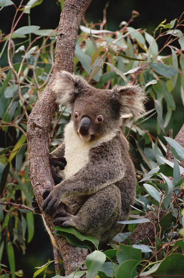 Koala Phascolarctos Cinereus Young Male Photograph by Gerry Ellis