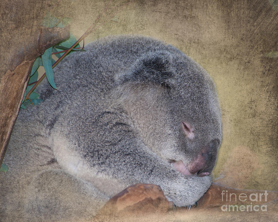 Koala Photograph - Koala Sleeping by Betty LaRue